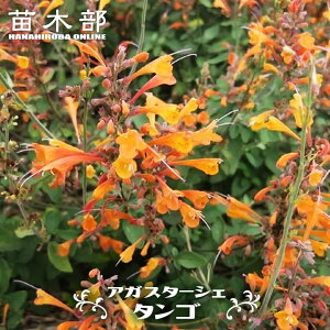 �A�K�X�^�[�V�F �y�^���S�z 3���|�b�g�c �y�\��̔��z3�����{�����ח\��