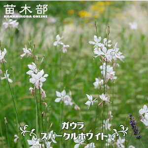 �K�E�� �i�n�N�`���E�\�E�j �y�X�p�[�N�����O�z���C�g�z 3���|�b�g�c �y�\��̔��z5�����{�����ח\��