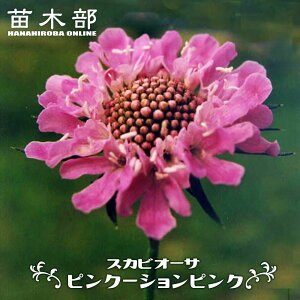 XJrIT sN[VsN 3|bgc h ϊ OhJo[ y\̔z4`5ח\