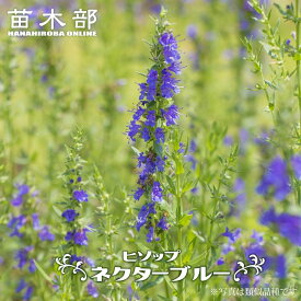 ヒソップ 【ネクターブルー】 ハーブ 3号ポット苗 【予約販売】4～5月頃入荷予定
