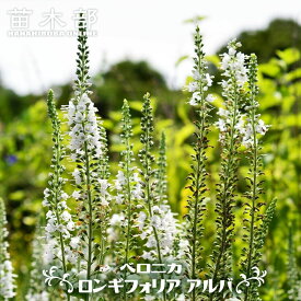 ベロニカ 【ロンギフォリア アルバ】 ポット苗