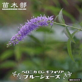 ベロニカ 【ロンギフォリア ブルーシェーズ】 3号ポット苗