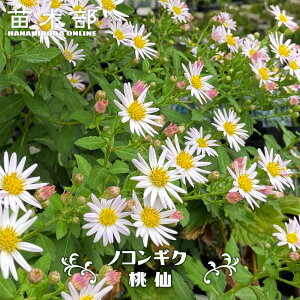 mRMN yz 3|bgc y\̔z4`5ח\