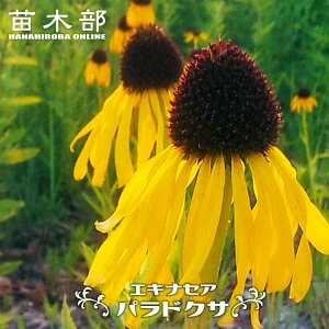 GLiZA yphNTz 3|bgc y\̔z4`5ח\