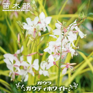 �K�E�� �i�n�N�`���E�\�E�j �y�K�E�f�B�z���C�g�z 3���|�b�g�c