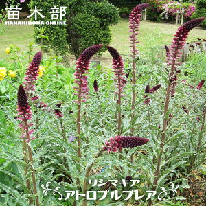 V}LA yAgvvAz 3|bgc y\̔z4`5ח\