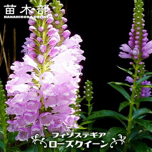 �t�B�\�X�e�M�A �y���[�Y�N�C�[���z 3���|�b�g�c