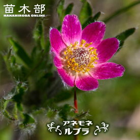 アネモネ 【ルブラ】 3号ポット苗 【予約販売】3月下旬頃入荷予定