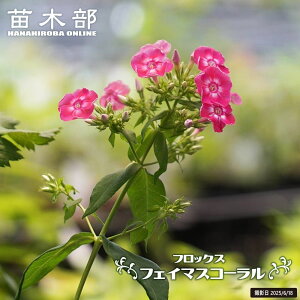 tbNX ytFC}XR[z 4|bgc