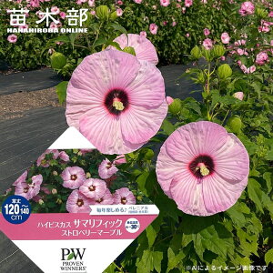 nCrXJX yT}tBbN Xgx[}[uz 3.5|bgciPW)