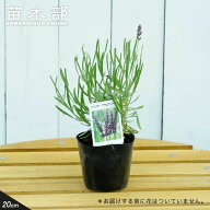 【アラビアンナイト ラベンダー】 （ラバンディン系） ハーブ苗 3号ポット
