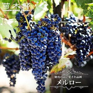 y[z ԃCpԂǂ 1Nږؕc EBXt[ y\̔z12`N1ח\