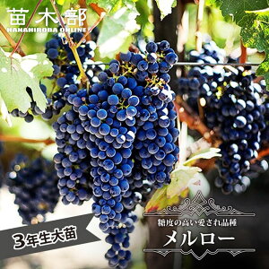 y[z ԃCpԂǂ 3Nږؑc 1.1mc EBXt[ yYnř 1.1mcz