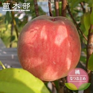  c yȂƂ߁z 3N ږ1mc yYnř 1.0mcz