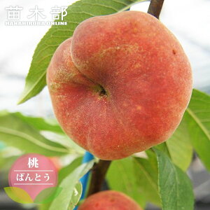 �� �c�� �y崓� �i�`���C�i�s�[�`�j �z 1�N���ږؕc