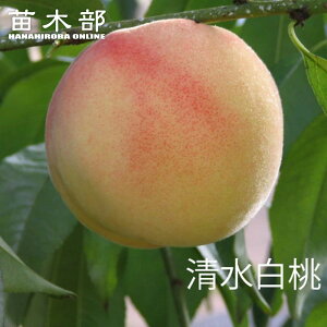  c yz 2Nږؕc OXbgA ̔ y\̔z11{ח\