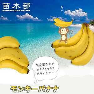バナナの木 【モンキーバナナ】 ポット苗 沖縄県産熱帯果樹