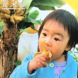 oii̖ yh[tL[oiiz |bgc ꌧY Mщʎ