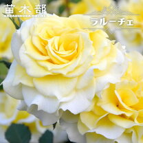楽天市場】レモンイエロー バラの通販