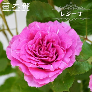 �l�G�炫�o�� �y���W�[�i�z 2�N���ږؕc