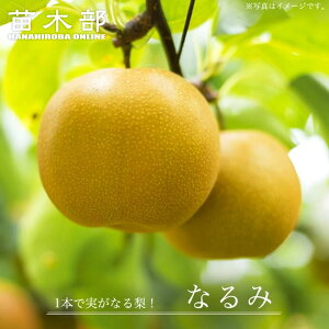  c yȂ݁z 3Nږ1mc yYnř 1.0mcz o^iEio^