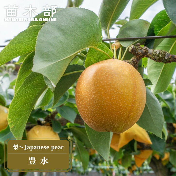 梨 苗木 【なつしずく】 2年生接木苗 スリット鉢植え 梨 赤ナシ あきづき 苗 通販 苗木部 By 花ひろばオンライン