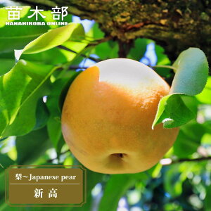  c yVz 3Nږ1mc yYnř 1.0mcz y\̔z11{ח\