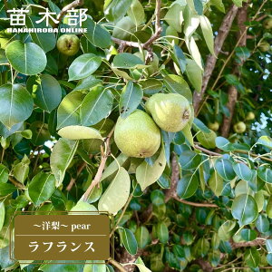 m c ytXz 2Nږؕc XbgA ̔