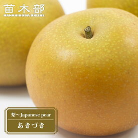 梨 苗木 【あきづき】 1年生接木苗 単品 or 受粉樹セット 登録品種・品種登録 【予約販売】11～12月頃入荷予定