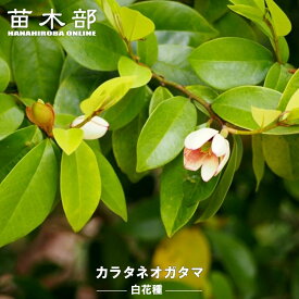 白花カラタネオガタマ 5号ポット苗 低木 庭木 常緑樹