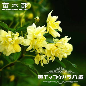 �y�����d ���b�R�E�o���z 4���|�b�g�c �}����