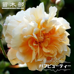 �l�G�炫��o�� �y�o�t�r���[�e�B�[�z 2�N����c