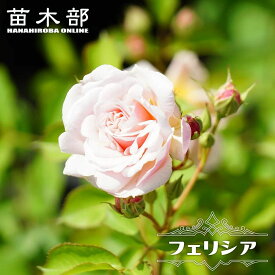 四季咲き強香つるバラ 【フェリシア】 2年生大苗