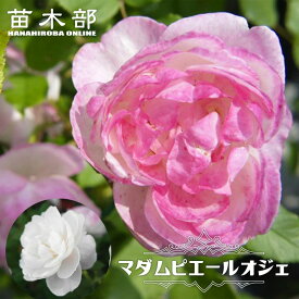 強香バラ苗 【マダムピエールオジェ】 2年生大苗