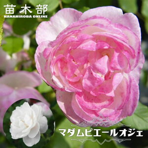 yVX[p[Z[Ώۏi oc y}_sG[IWFz 2Nc