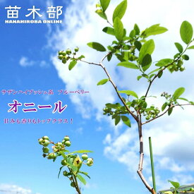 【オニール】 サザンハイブッシュ系 2年生挿木苗 ブルーベリー苗木