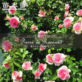 つるバラ 【ピエールドゥロンサール】 2年生大苗 6号ポット