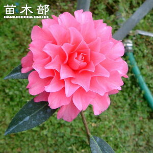 �� �c �y�s���N�_���A�z �ږ� �����A�� �J�� 2�`4��