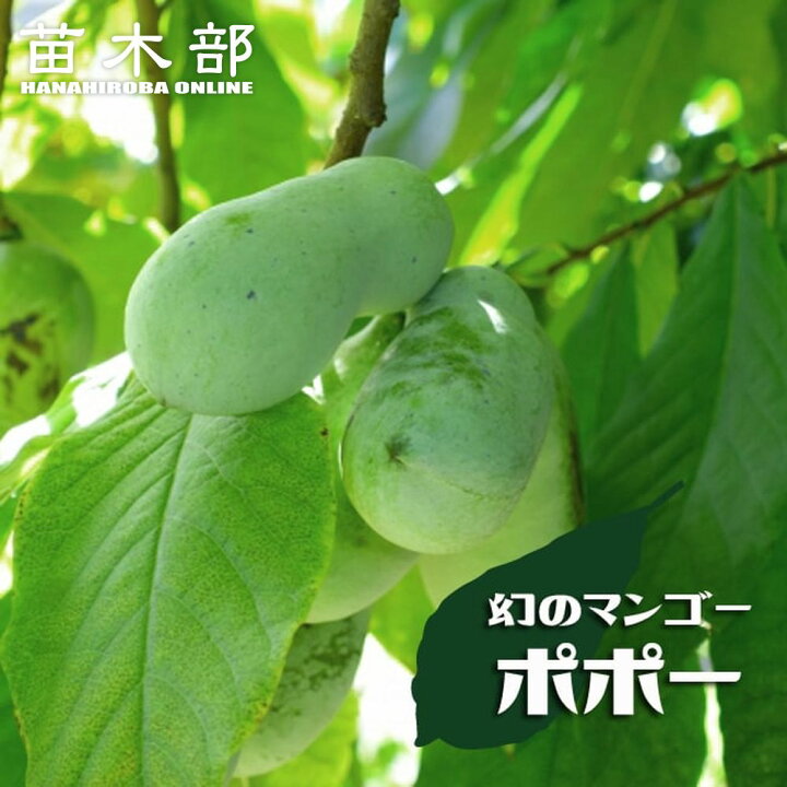 楽天市場】ポポー 苗木 【マンゴー】 1年生接木苗 : 苗木部 by 花 