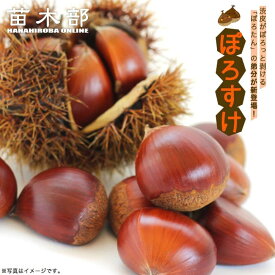 栗 苗木 【ぽろすけ】 1年生接木苗 単品 or 受粉樹セット 登録品種・品種登録