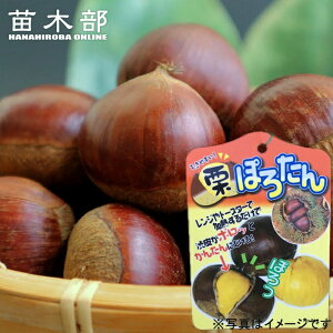 I c yۂ낽z 1Nږؕc Pi or 󕲎Zbg o^iEio^