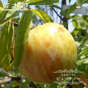 Xivj y r[eB[ z 2Nږ XbgA c ̔