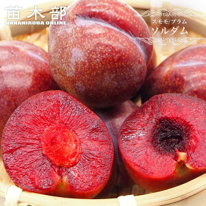  c y\_z 2Nږ؃XbgA ̔