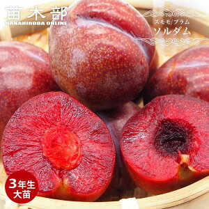  c y\_z 3Nږؑc 1mc yYnř 1.0mcz