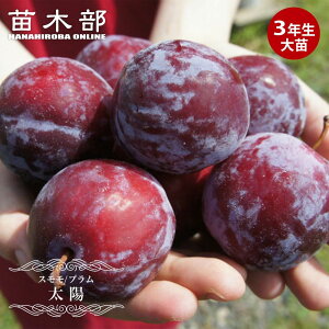  c yzz 3Nږؑc yYnř 1.0mcz