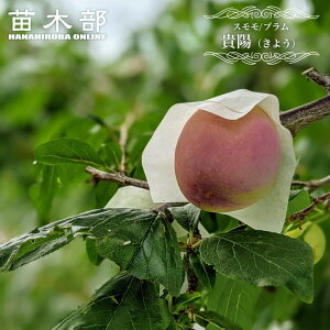  c yMzz v 2N ږؕc ̔