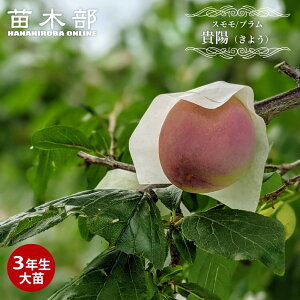  c yMzz v 3Nږؑc 1mc yYnř 1.0mcz