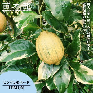 背̖ ysNl[hz 1N ږؕc y\̔z10`11ח\