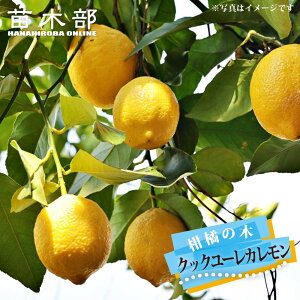 レモンの木【クックユーレカレモン】2年生接木苗 【予約販売】11〜12月頃入荷予定