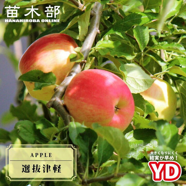 楽天市場】りんご苗木 【YD選抜津軽】 1年生矮性台木接木苗 : 苗木部 